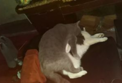 猫配种视频,一场温馨的配种视频大揭秘